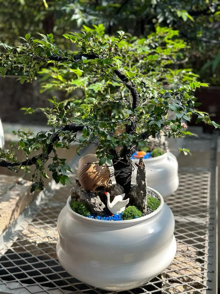 中型植物