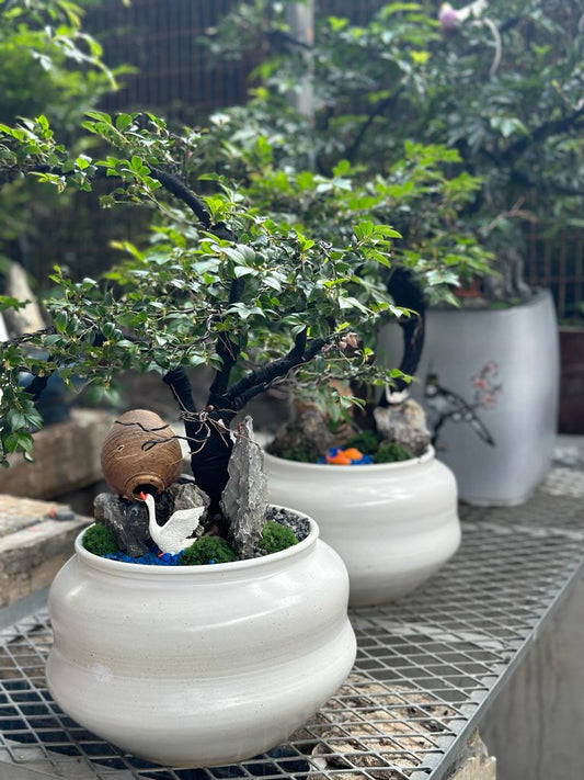 紫檀
