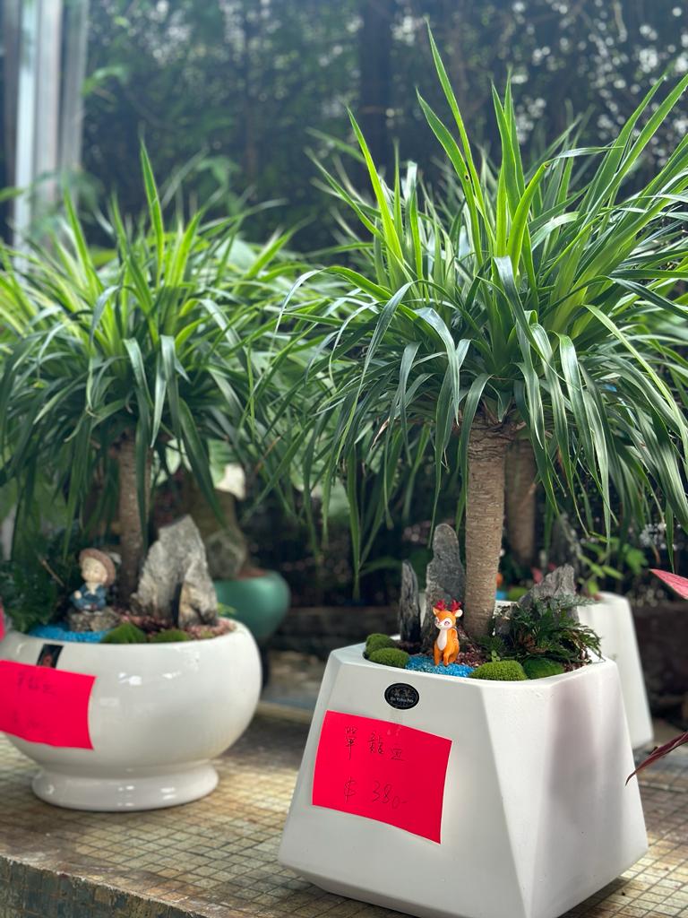 龍血樹(小型單頭)