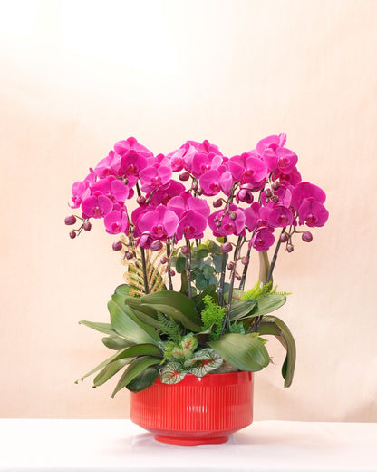 蘭花 (按枝計算)