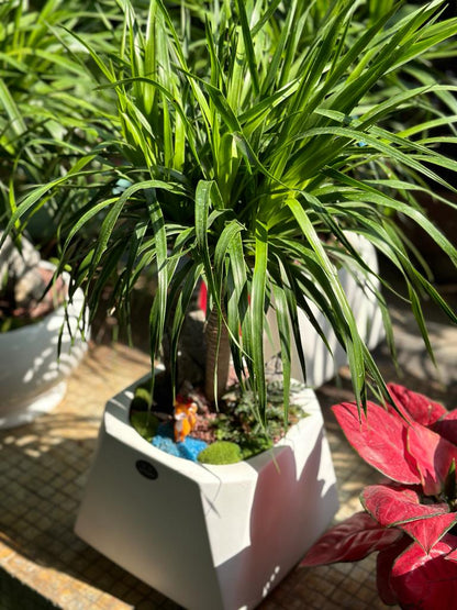 龍血樹(小型單頭)