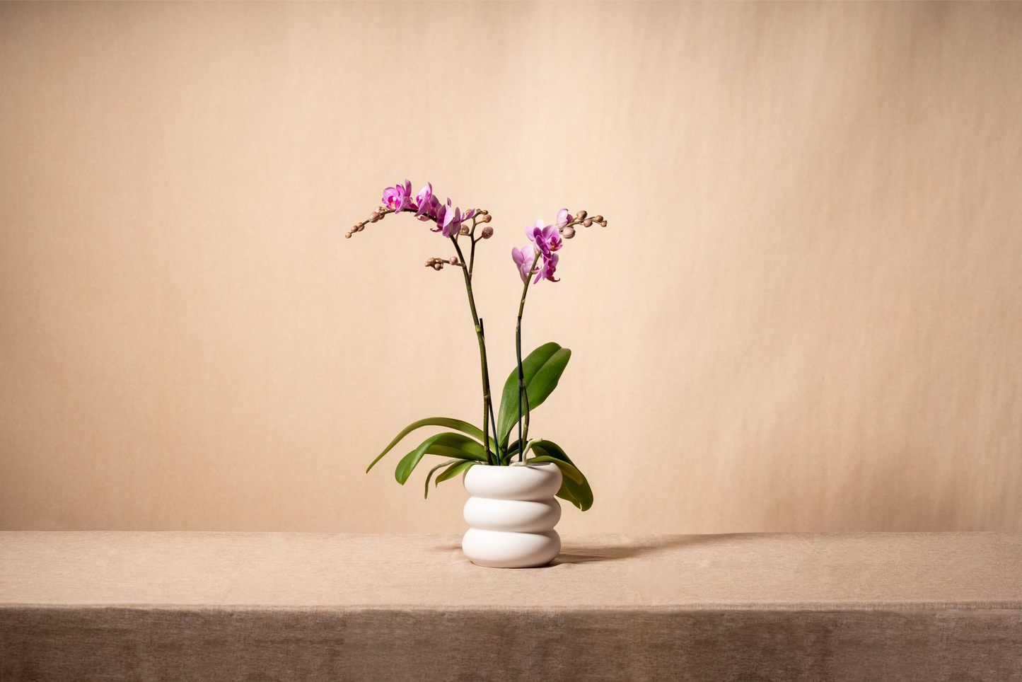 蘭花 (雙枝小花)