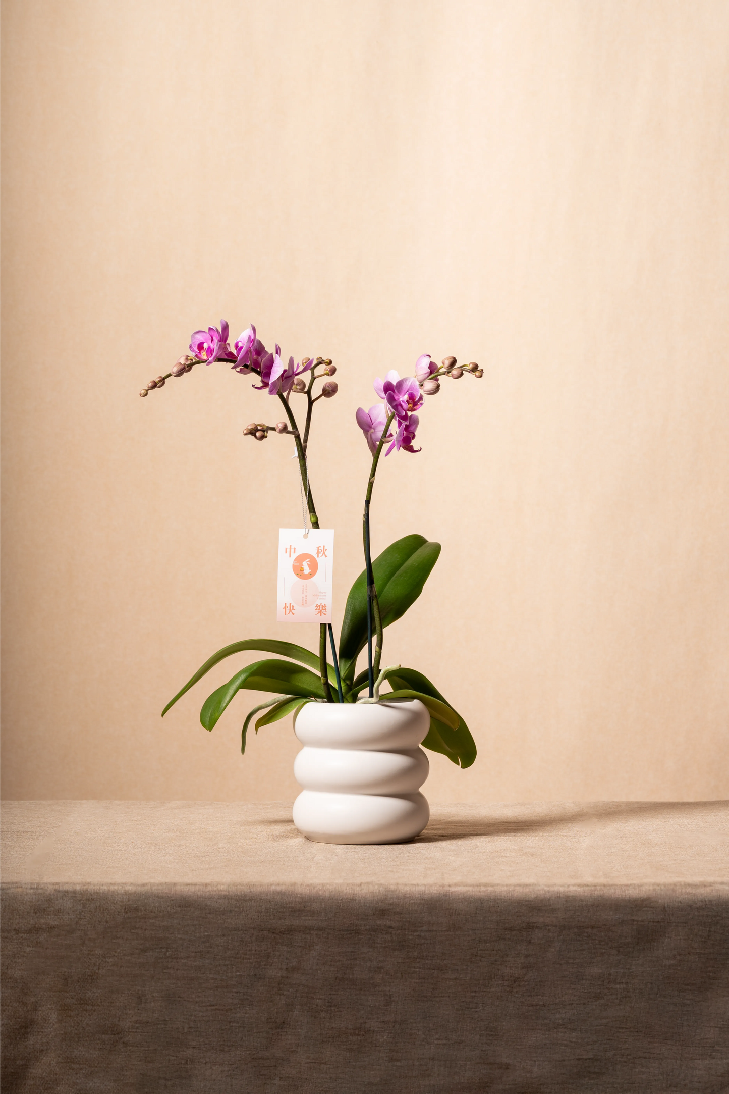 蘭花 (雙枝小花)